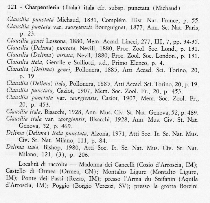 Charpentieria  itala punctata (IM)